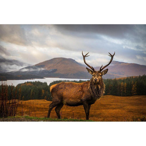 Scottish Stag  Gold Ornate Wood Framed Art Print with Double Matting by Popan