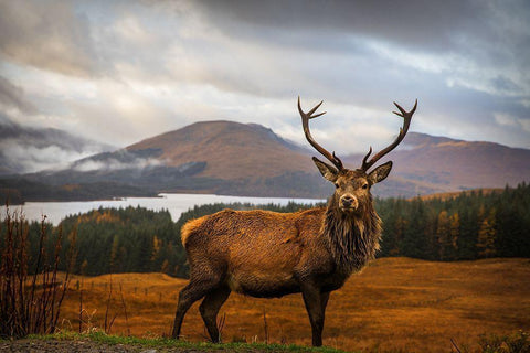 Scottish Stag  Black Ornate Wood Framed Art Print with Double Matting by Popan