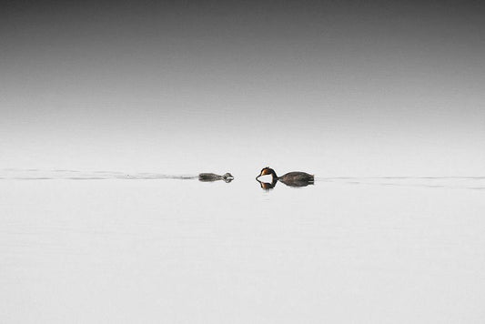 Image Only
