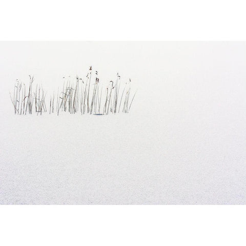 Frozen life Black Modern Wood Framed Art Print with Double Matting by Scappazzoni