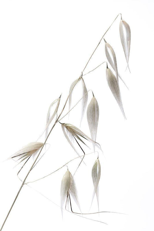 Image Only