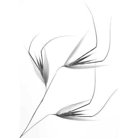 Not So Crazy Gold Ornate Wood Framed Art Print with Double Matting by Lagandre