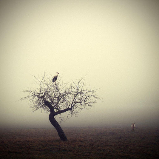 Image Only