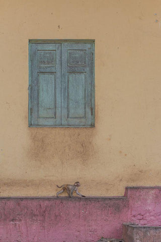 Monkey Stroll Black Ornate Wood Framed Art Print with Double Matting by Dessureault