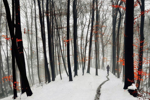 Through autumn and winter White Modern Wood Framed Art Print with Double Matting by Krivec