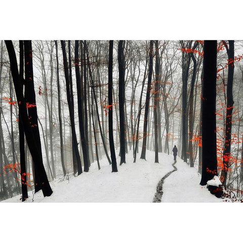 Through autumn and winter White Modern Wood Framed Art Print by Krivec