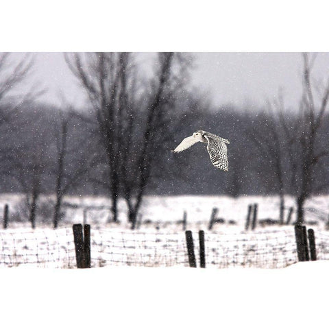 A snowy Snowy Owl Gold Ornate Wood Framed Art Print with Double Matting by Cumming