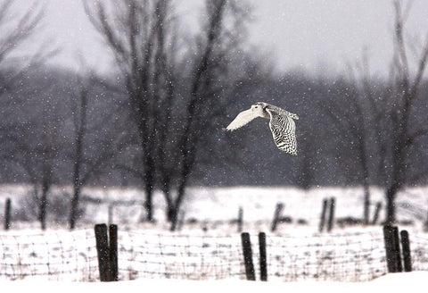 A snowy Snowy Owl Black Ornate Wood Framed Art Print with Double Matting by Cumming