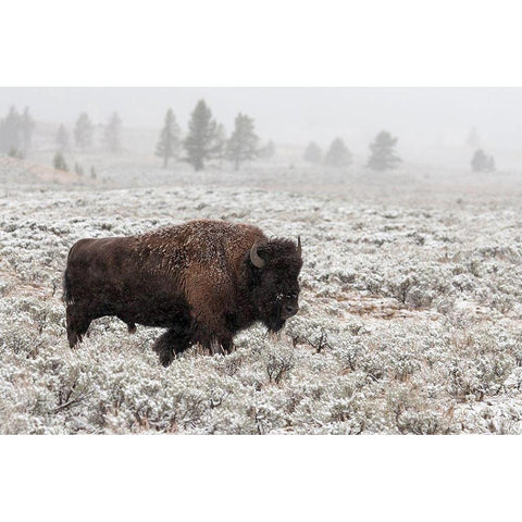 Late Fall Yellowstone Black Modern Wood Framed Art Print by Forms