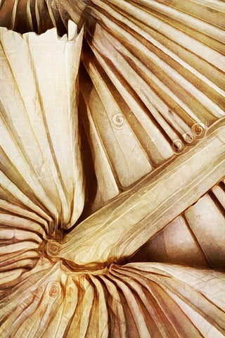 Natural Dried Palms I  White Modern Wood Framed Art Print with Double Matting by Aldridge, Ashley