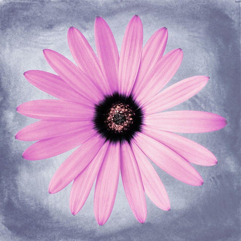 Daisy Pink on Grey White Modern Wood Framed Art Print by Zalewski, Christine