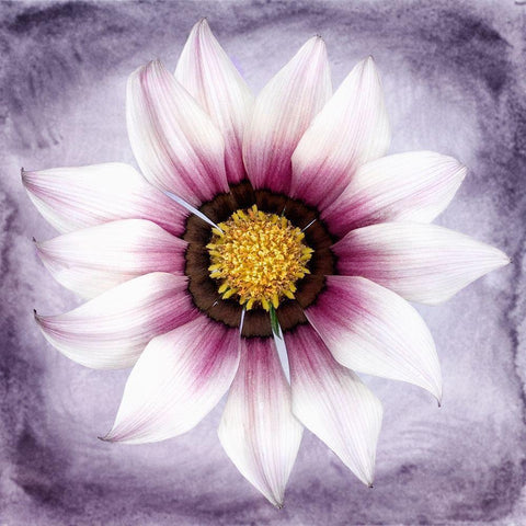 Daisy Soft On Purple White Modern Wood Framed Art Print by Zalewski, Christine