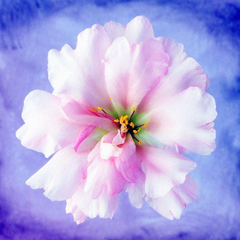 Daisy Soft Pink on Blue Black Ornate Wood Framed Art Print with Double Matting by Zalewski, Christine