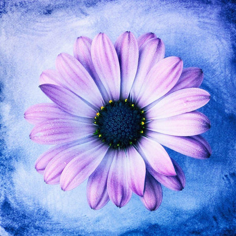 Daisy Soft Purple on Blue Black Ornate Wood Framed Art Print with Double Matting by Zalewski, Christine