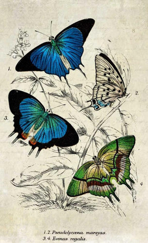 Kirby Butterflies I White Modern Wood Framed Art Print with Double Matting by Zalewski, Christine