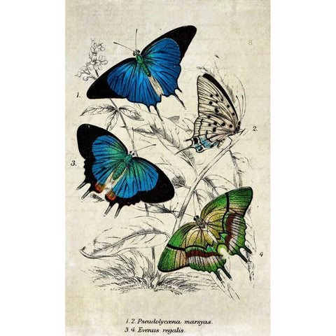 Kirby Butterflies I White Modern Wood Framed Art Print by Zalewski, Christine