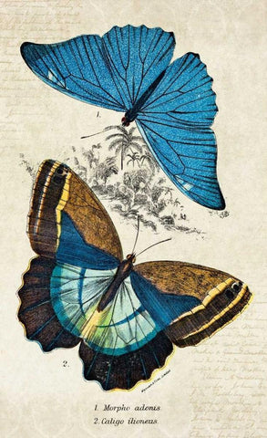 Kirby Butterflies II White Modern Wood Framed Art Print with Double Matting by Zalewski, Christine