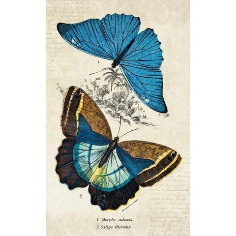 Kirby Butterflies II Gold Ornate Wood Framed Art Print with Double Matting by Zalewski, Christine