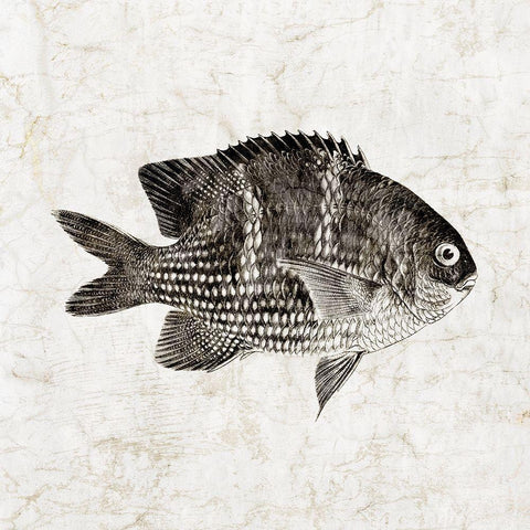 Vintage Fish I Black Modern Wood Framed Art Print by Zalewski, Christine