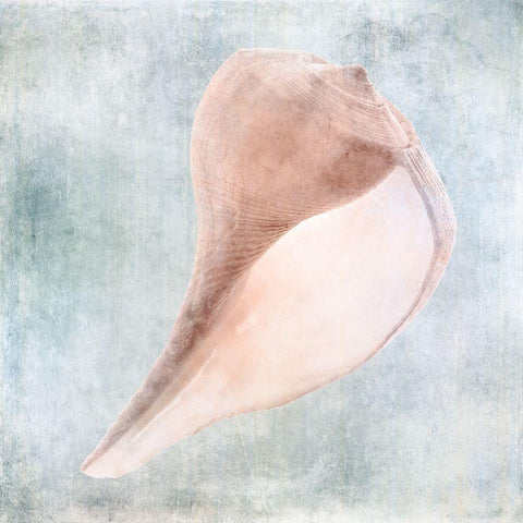 Blue Cream Sea Shell  Black Modern Wood Framed Art Print by Zalewski, Christine
