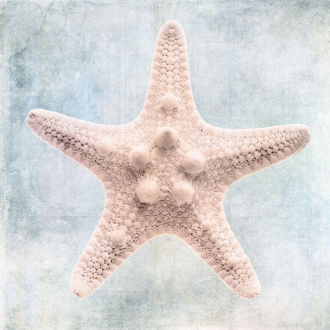 Blue Cream Starfish  White Modern Wood Framed Art Print with Double Matting by Zalewski, Christine