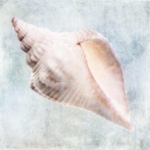 Blue Cream Murex Shell  Black Modern Wood Framed Art Print with Double Matting by Zalewski, Christine