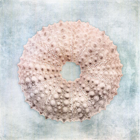 Blue Cream Sea Urchin Black Modern Wood Framed Art Print with Double Matting by Zalewski, Christine