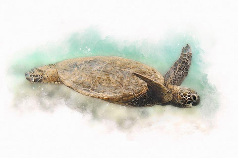 Hawaiian Green Sea Turtle Watercolor I White Modern Wood Framed Art Print with Double Matting by Zalewski, Christine