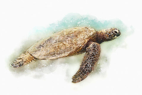 Hawaiian Green Sea Turtle Watercolor II Black Ornate Wood Framed Art Print with Double Matting by Zalewski, Christine