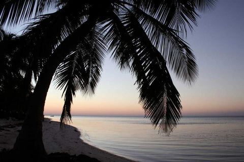 Palm Tree Sunset White Modern Wood Framed Art Print with Double Matting by Anderson, Brent