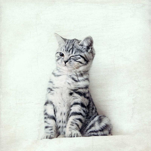 Cat Winks Black Modern Wood Framed Art Print by Attura, Nadia