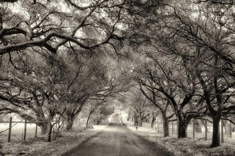 Canopy White Modern Wood Framed Art Print with Double Matting by Aron, Lucy