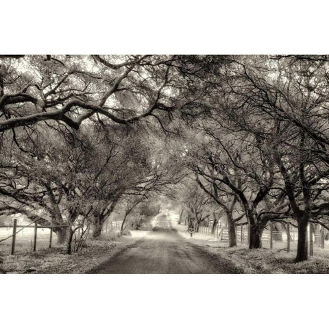 Canopy Gold Ornate Wood Framed Art Print with Double Matting by Aron, Lucy