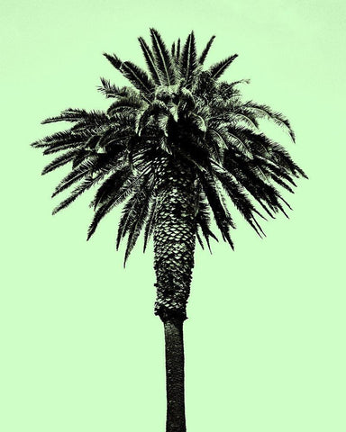 Palm Tree 1996 (Green) White Modern Wood Framed Art Print with Double Matting by Asla, Erik