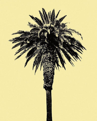 Palm Tree 1996 (Yellow) White Modern Wood Framed Art Print with Double Matting by Asla, Erik
