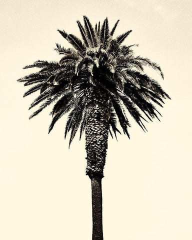 Palm Tree 1996 (Tan) Black Ornate Wood Framed Art Print with Double Matting by Asla, Erik