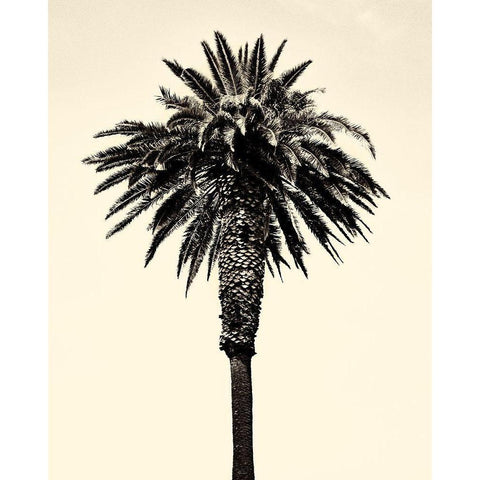 Palm Tree 1996 (Tan) White Modern Wood Framed Art Print by Asla, Erik