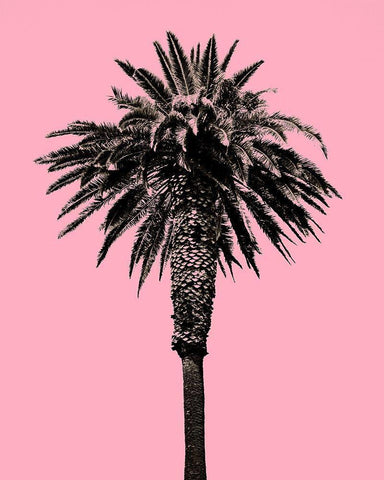 Palm Tree 1996 (Pink) White Modern Wood Framed Art Print with Double Matting by Asla, Erik