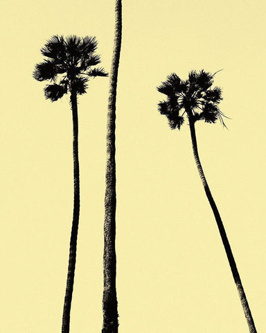 Palm Trees 2000 (Yellow) Black Ornate Wood Framed Art Print with Double Matting by Asla, Erik