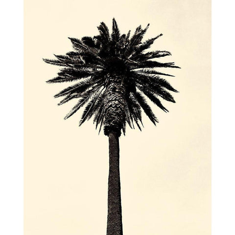 Palm Tree 1979 Tan White Modern Wood Framed Art Print by Asla, Erik
