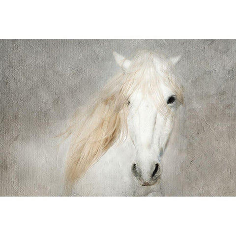 Stallion Face White Modern Wood Framed Art Print by Asimow, Merrie