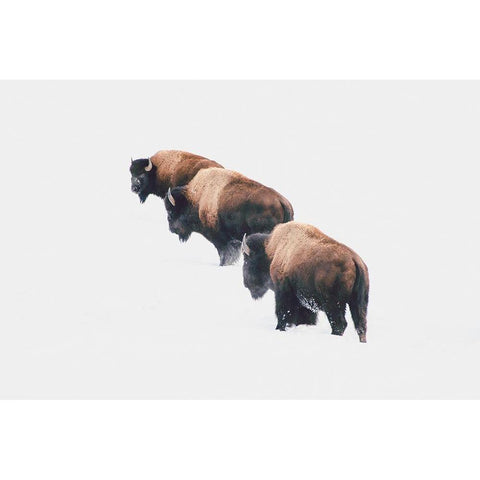 Yellowstone Trio Gold Ornate Wood Framed Art Print with Double Matting by Annie Bailey Art