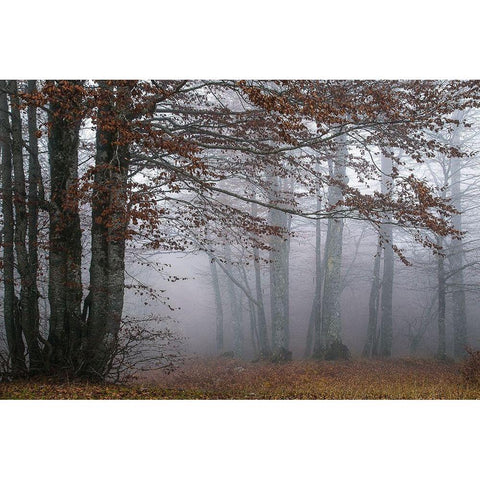 Autumn Paintings Black Modern Wood Framed Art Print by Artemiadi, Dora