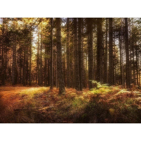Painting of a Forest White Modern Wood Framed Art Print by Artemiadi, Dora