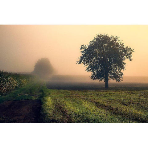 Morning Mist Black Modern Wood Framed Art Print by Artemiadi, Dora