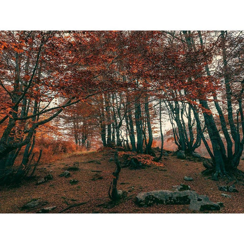 The Orange Season Black Modern Wood Framed Art Print with Double Matting by Artemiadi, Dora