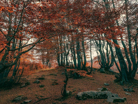 The Orange Season Black Ornate Wood Framed Art Print with Double Matting by Artemiadi, Dora