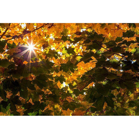 Autumn Sun Black Modern Wood Framed Art Print by Artemiadi, Dora