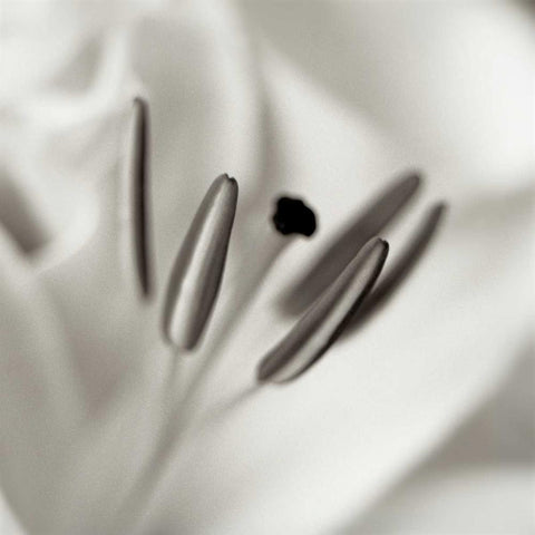 Florison - 52 Black Modern Wood Framed Art Print with Double Matting by Blaustein, Alan