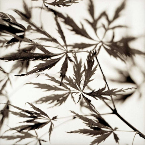 Florison - 50 Black Ornate Wood Framed Art Print with Double Matting by Blaustein, Alan